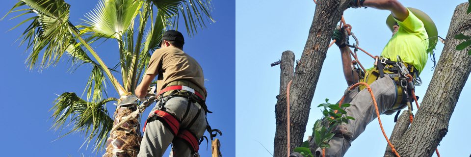We trim all sizes and types of trees to keep them looking maintained and healthy.